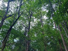 -天目山大树王景区