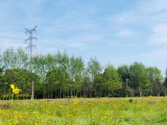 -桤木河湿地公园