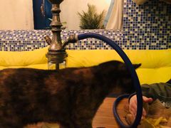 -Sirena海妖日咖夜酒