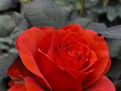 -人民公园(罗湖区)