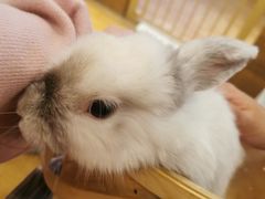 -猫猫幼稚园·撸猫·桌游·电玩