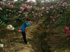 -武汉紫薇都市田园