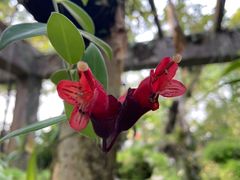 -中国科学院西双版纳热带植物园