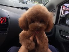 -帕帕拉兹宠物(亚洲旗舰店)