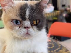 -平行世界·猫咖(首经贸店)