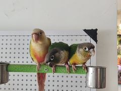 -吉丁鸟咖·异宠·寄养