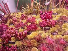 -中国科学院西双版纳热带植物园