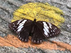 -广州白江湖森林公园