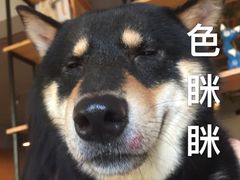 -萌喵宠狗爱心宠咖