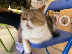 -平行世界·猫咖(首经贸店)