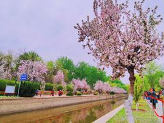 -海棠花溪(元大都城垣遗址公园)
