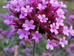 -黑龙江省森林植物园