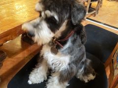 -more than meow吴止猫主题餐厅(承德 中船汇店)