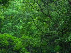 -龙坞茶村