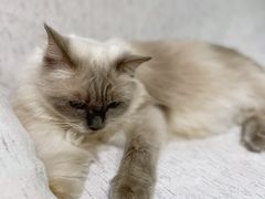 -藏猫猫咖啡主题馆(中央大道店)