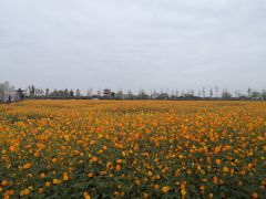 -枫林花海