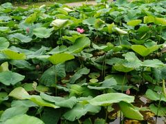 -上海市龙华烈士陵园