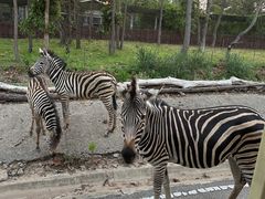 -清迈夜间动物园