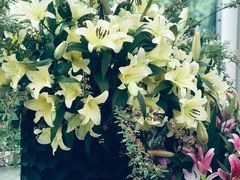 -上海鲜花港