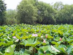 -长兴太湖图影湿地文化园