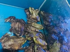 牛蛙-谊品生鲜折扣店(红城丽景店)