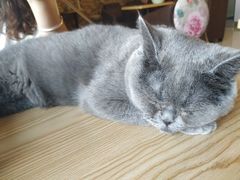 -猫咪咖啡店(新城大街店)