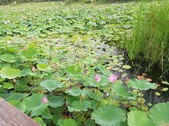 -羊亭河湿地公园