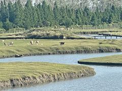 -溱湖国家湿地公园