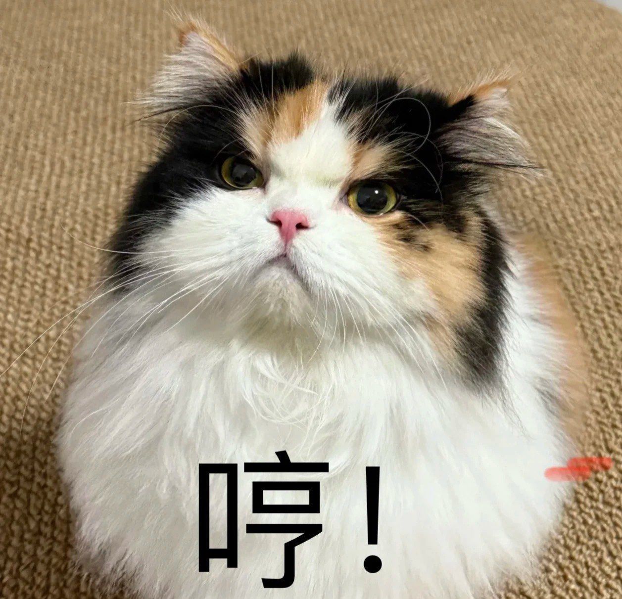 猫咪表情包大放送