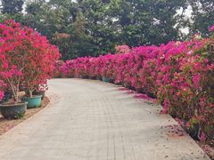 -莲花山公园