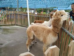 -萌宠亲子动物乐园(槐房万达店)