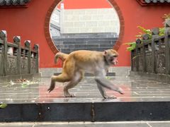-黔灵山公园