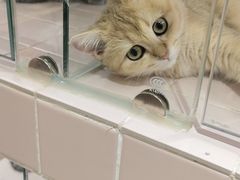 -FAELING PETS美天灵宠物(富力广场店)