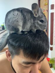 点击看大图 -东方美妍