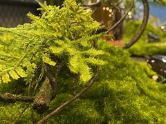 -大视光学•LINDBERG林德伯格•全球手工眼镜集合店(王府井店)