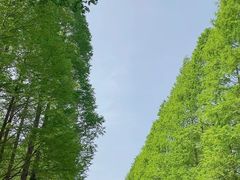 -日照海滨国家森林公园