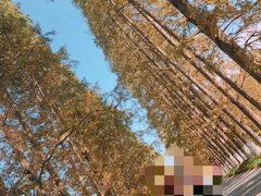 -金岛生态园烧烤露营地