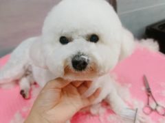 -宠福鑫康馨动物医院·骨科·眼科