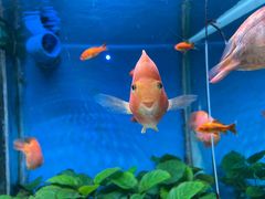 -荆州中山公园动物园