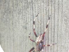 -帽儿山国家森林公园