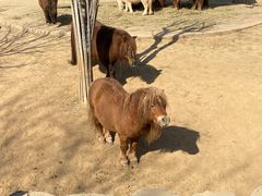 -石家庄市动物园