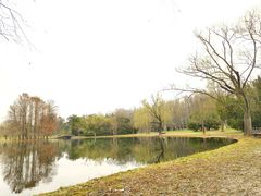 -上海共青森林公园