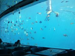 -瑞德姆美人鱼海底演艺主题餐厅(亚龙湾店)