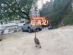 -烧鹅妹饭店