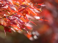 -田野绿世界