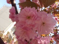 iphone_upload_pic-高东镇樱花园