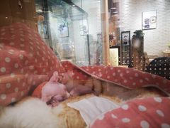 -藏猫猫咖啡主题馆(中央大道店)