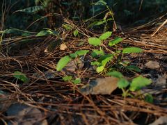 -铁山坪森林公园