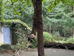 -都江堰中华大熊猫苑