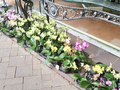 -利强记北角鸡蛋仔(弥敦道店 )